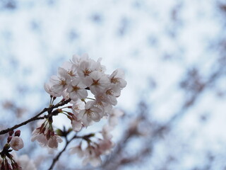 曇天の下に桜咲く