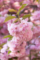 pink japanese cherry flower on blossom spring tree