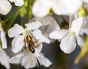A bee pollinating the flowers of a fruit tree. Dense white flowers on the tree. Bee collecting pollen in spring.