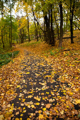 Obraz premium the park path is covered with autumn leaves 