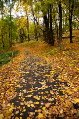 the park path is covered with autumn leaves 