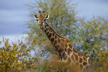 South African giraffe or Cape giraffe (Giraffa giraffa) or camelopardalis giraffa). Mashatu, Northern Tuli Game Reserve. Botswana