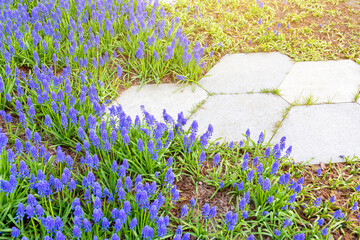 Landscaping. Lawn with flowering hyacinths. Edging of a footpath in a public park