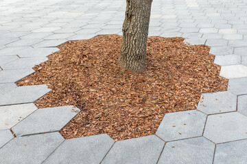 Mulching the trunk of a tree with a bark. Tree preservation in an urban environment. Hexagonal...