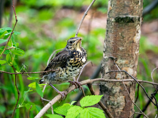 A small yellow-mouthed thrush sits on a tree branch. Natural forest background with chick.