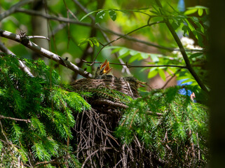 Thrush chicks are in the nest, they open their beaks and ask for food. Nest on the branches of spruce in the forest. Close-up. Natural forest background with chicks in the nest.