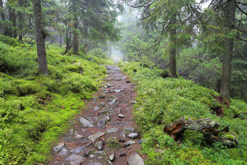 pathway in rainy forest