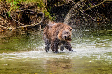 Grizzly Bear shaking off water on its face