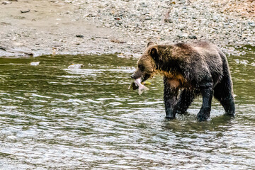 grizzly Bear with a  salmon in its mouth