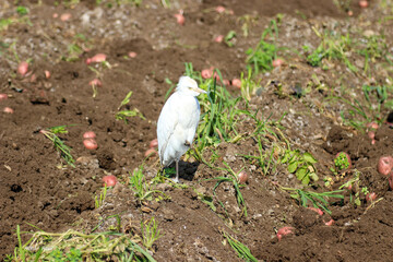 Nature wildlife of cattle egret bird on field	
