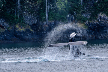 mother and Calf Humpback whale fluking their tails in unison