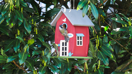 Blaumeise mit Nistmaterial beim Nestbau im Nistkasten
