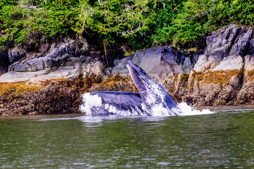 Humpback whale feeding