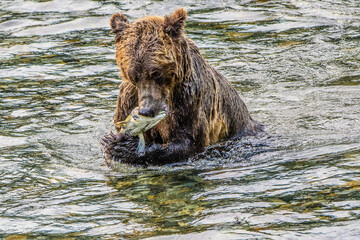 Naklejka na ściany i meble Close up of a Grizzly bear eating its catch