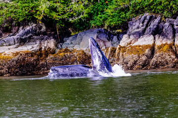 Humpback whale feeding with mouth wide open