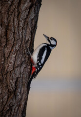 spotted woodpecker