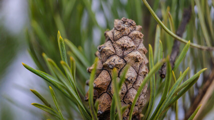 Christmas tree branch. Needles on a Christmas tree. A branch of a coniferous tree. Close to the needles of a coniferous tree. A bump on a branch of a needle