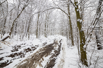Winter im Wald