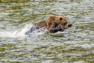 Grizzly Bear pouncing