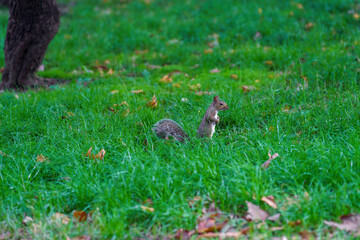 Squirrel in the Bompiani garden, Milan