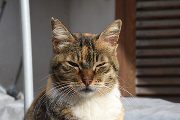 wunderschöne braune Katze