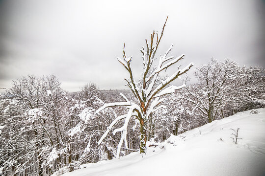 Baum alleine auf dem Gipfel im Winter