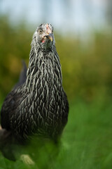 Cock in summer nature background