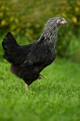 Cock in summer nature background