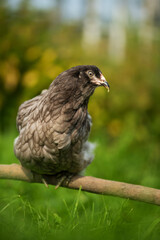 Araucana hen in nature background