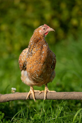 Swedish flower hen in nature background