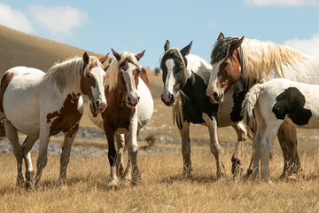 herd of horses