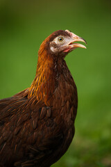 Hen in nature background
