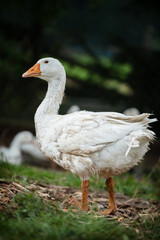 Goose on a farm