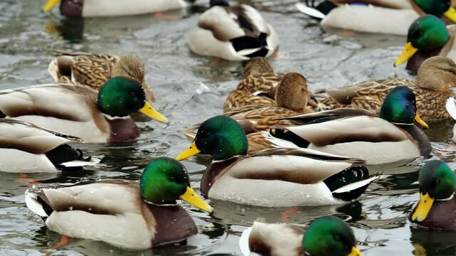 Many ducks swimming in the winter lake. Close up.
