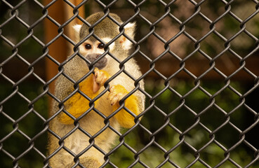 Squirrel Monkey Looking Out of Chain Link Cage at Zoo