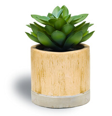 Side view Mini green succulents plant in small white pot on bright isolated on white background.