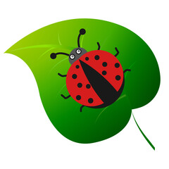 ladybug on a leaf
