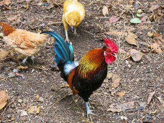 Galo IMG_8934