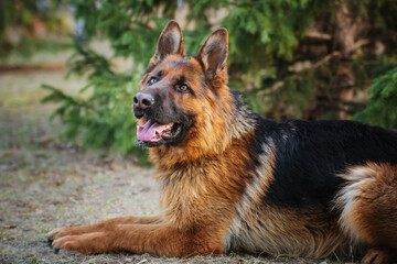 Adult brown German Shepherd in the park near the Christmas tree.