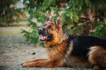 Adult brown German Shepherd in the park near the Christmas tree.