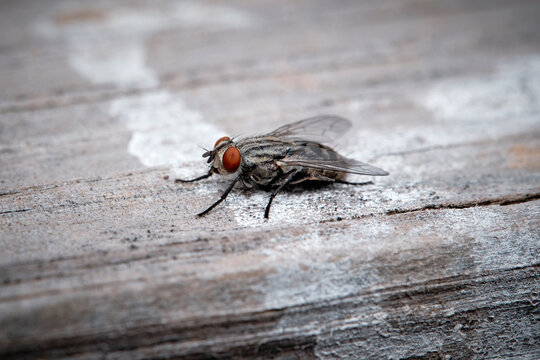 Close-Up Macro Photo of a Fly