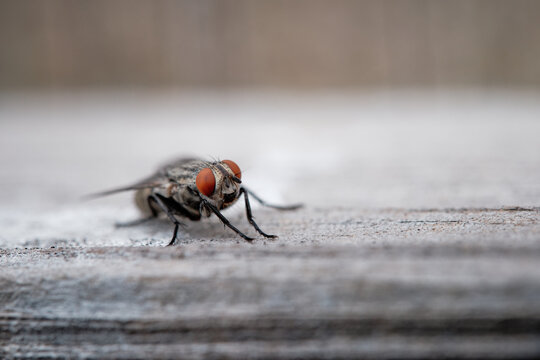 Close-Up of a Fly