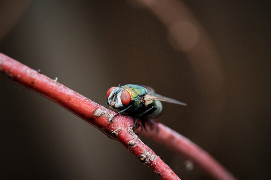Green Bottle Fly Perched on Branch