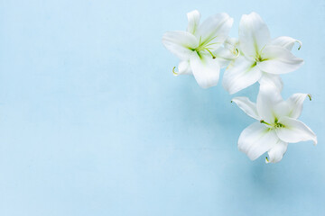 Fototapeta na wymiar Branch of white lilies flowers. Mourning or funeral background