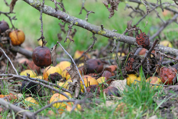 taille de restauration