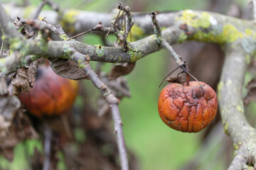taille de restauration