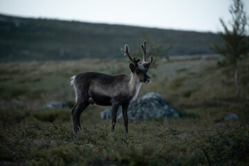 Obraz premium Reindeer