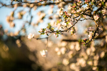 Apfelbaum