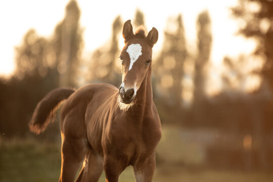 Fohlen im Sonnenuntergang