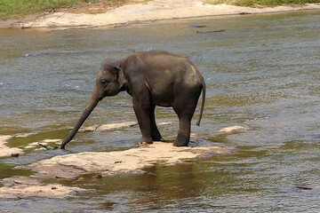 Elefant in Indien